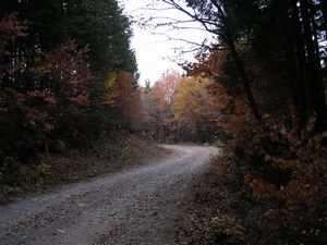 木曽　東濃檜　山路