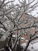 雪の積もった桜の木